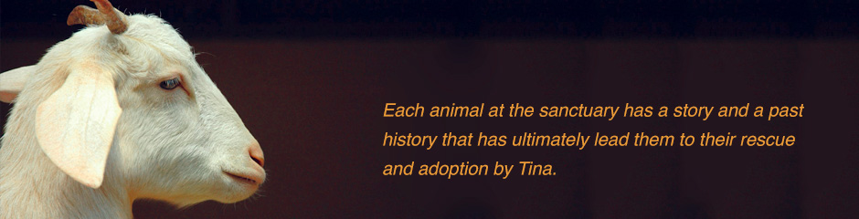 Each animal at the sanctuary has a story and a past history that has ultimately lead them to their rescue and adoption by Tina.