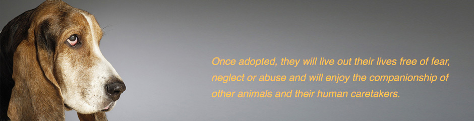 Once adopted, they will live out their lives free of fear, neglect or abuse and will enjoy the companionship of other animals and their human caretakers.