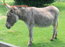 donkey