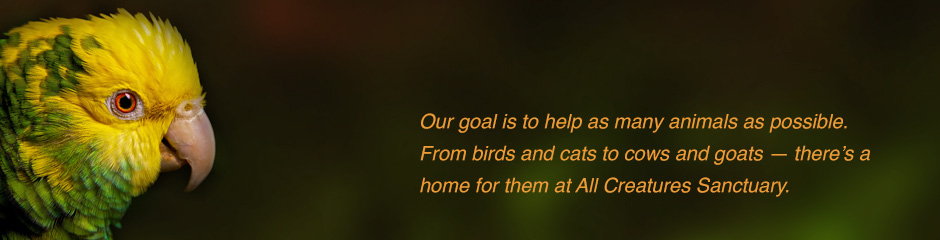 Our goal is to help as many animals as possible. From birds and cats to cows and goats — there’s a home for them at All Creatures Sanctuary.
